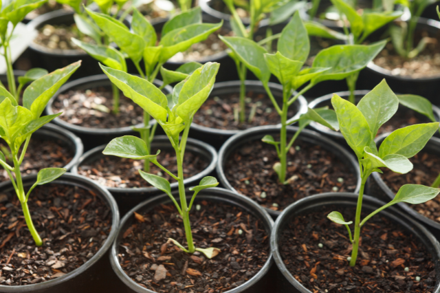 Plants Article Number Six 6