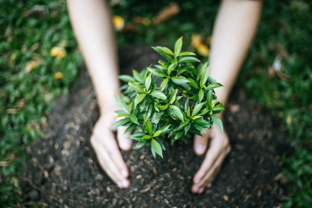 Plants Article Number Foor 4
