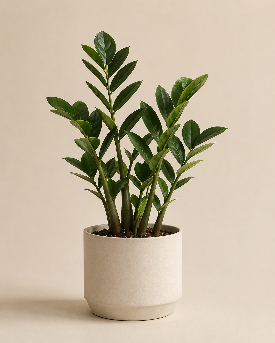 Super Plants Tanger